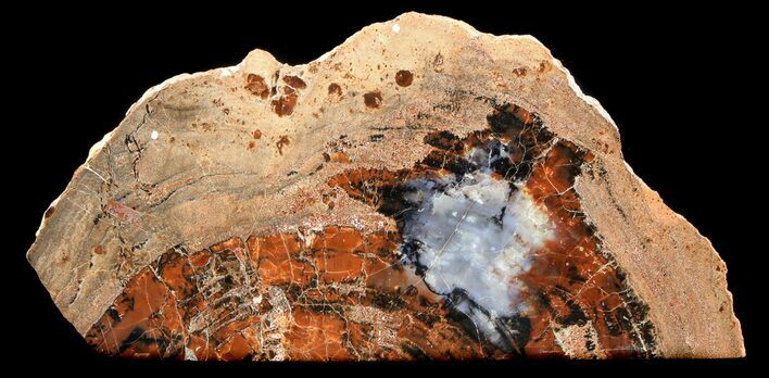 Polished Arizona Petrified Wood Section - Rich Color #36662